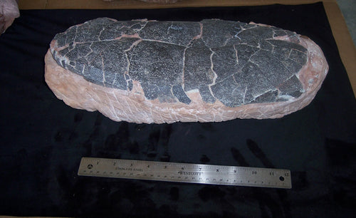 Tarbosaurus egg cast replica. Asian T.rex Dinosaur egg cast reproduction