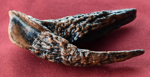 Triceratops: Large Triceratops Tooth cast replica with root