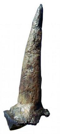Triceratops Horn cast replica (single horn) M26
