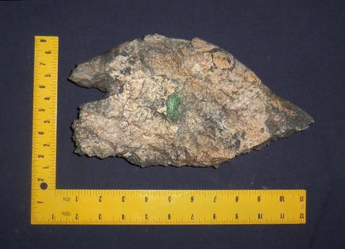 Triceratops Frill with skin impression cast replica