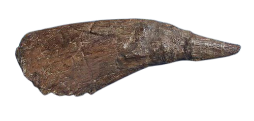 Triceratops Horn cast replica TMF T101