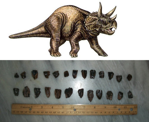 Fossil Triceratops teeth (Large)