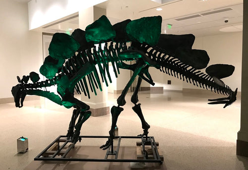 Stegosaurus skeleton cast replica #1