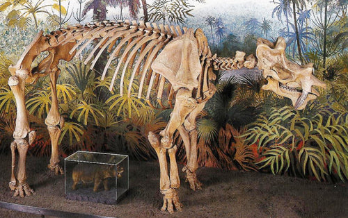 Uintatherium Skeleton Cast Replica