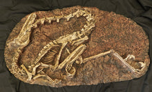 Cargar imagen en el visor de la galería, Velociraptor dig panel Velociraptor skeleton (item #P350)