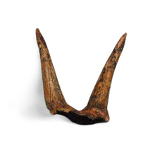 Laden Sie das Bild in den Galerie-Viewer, Triceratops Horns cast replica (double horn)