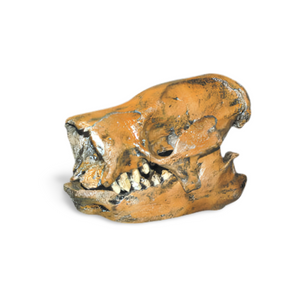 Paramylodon Harlan's Ground Sloth skull cast replica