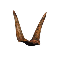 Laden Sie das Bild in den Galerie-Viewer, Triceratops Horns cast replica (double horn)