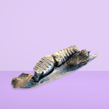 Load image into Gallery viewer, Wooly Mammoth Left side Jaw
cast replica Pleistocene Ice Age Woolly Mammoth