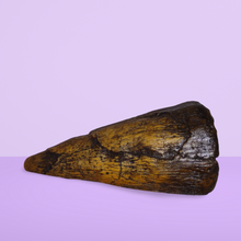 Load image into Gallery viewer, Iguanodon Thumb Spike claw cast replica